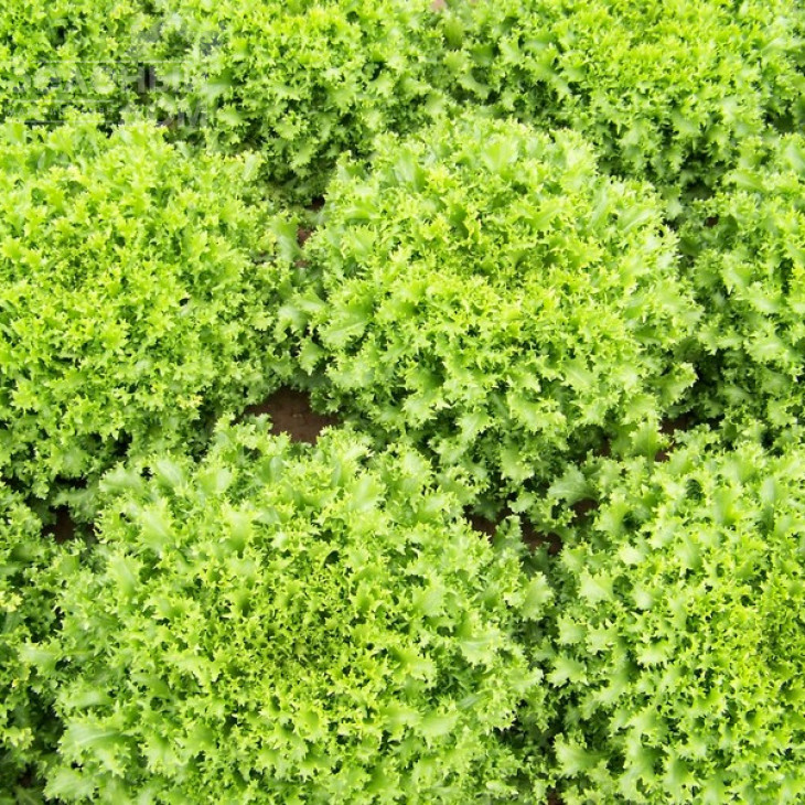 Мірна / Myrna,60-65 днів фото 1