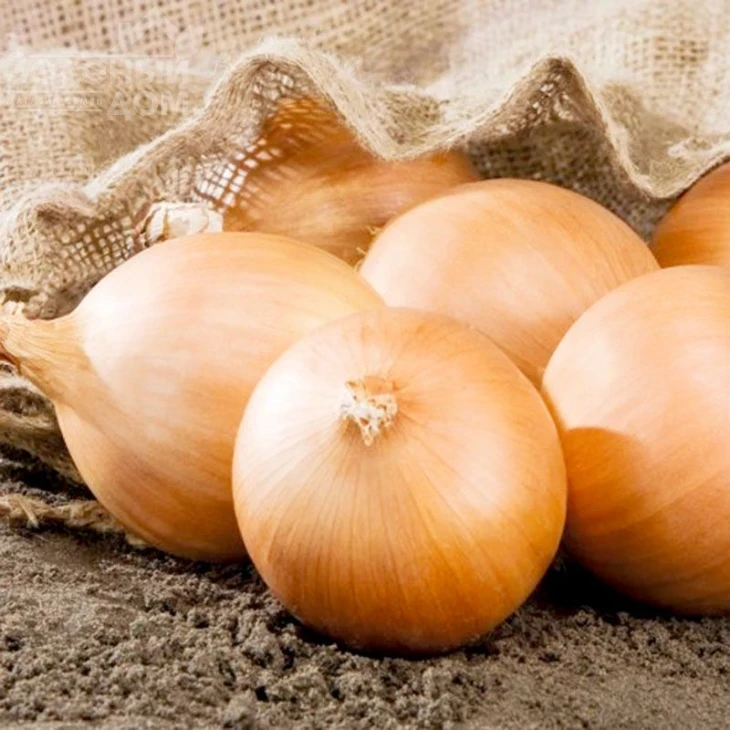 Калвера F1 (Т-831 F1) / Kalvera F1 (T-831 F1),85 дней фото 1