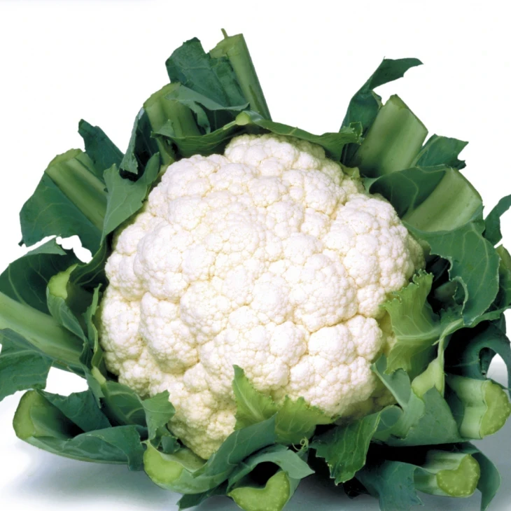 Кашмир F1 / Kashmir F1,55-60 дней фото 1