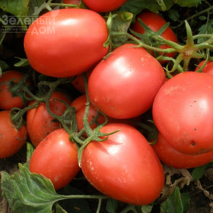 Шейк / Shejk, 50-60 днів фото 1