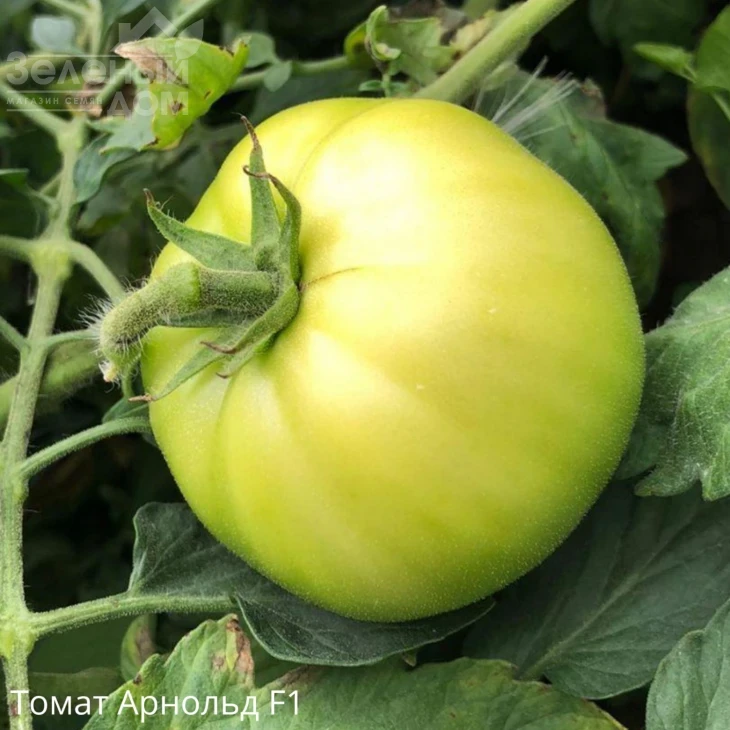 Арнольд (INX 1577) F1 / Arnold (INX 1577) F1,95-100 дней фото 3