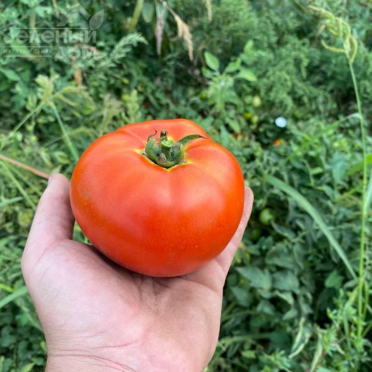 Дайсон F1 / Dayson F1 фото 1