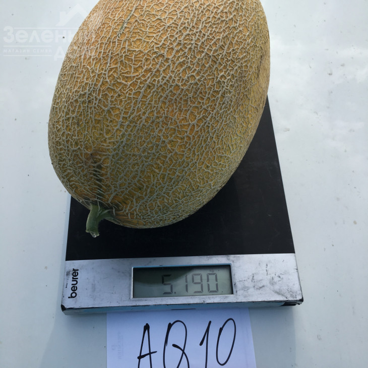 Маорі F1 / Maori F1,70-72 дні фото 4