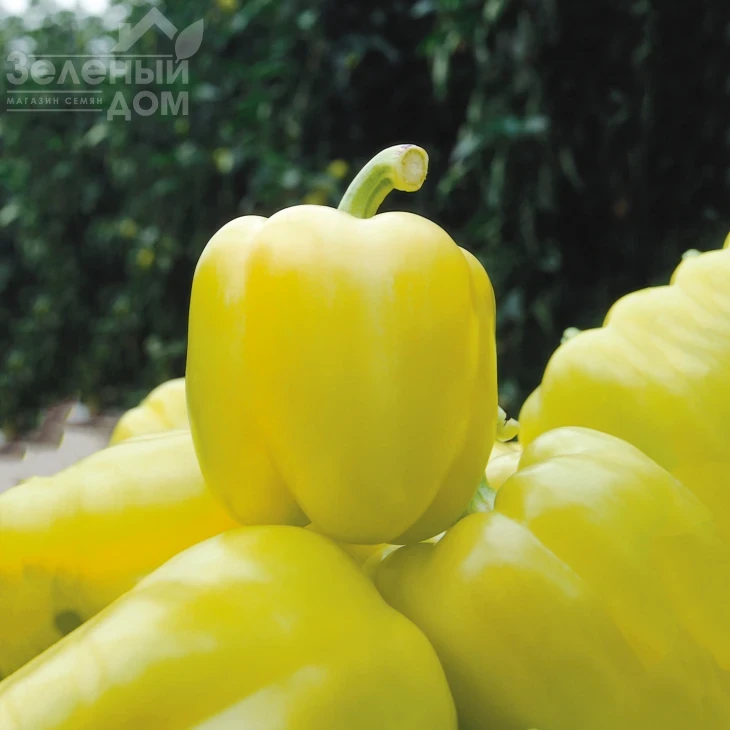 Блонди F1 / Blondy F1,60 дней фото 2