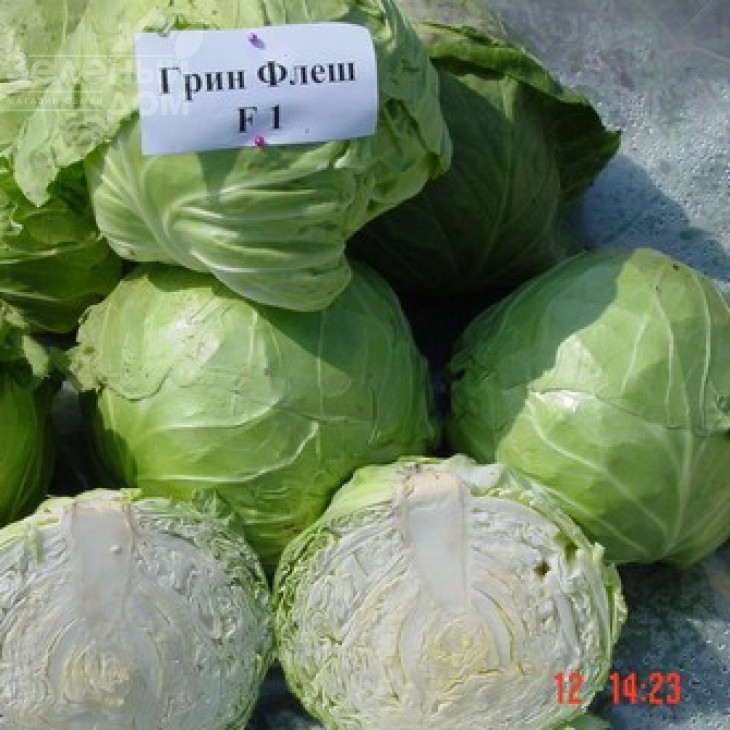 Грін флеш F1 / Green Flash F1,53-57 днів фото 1