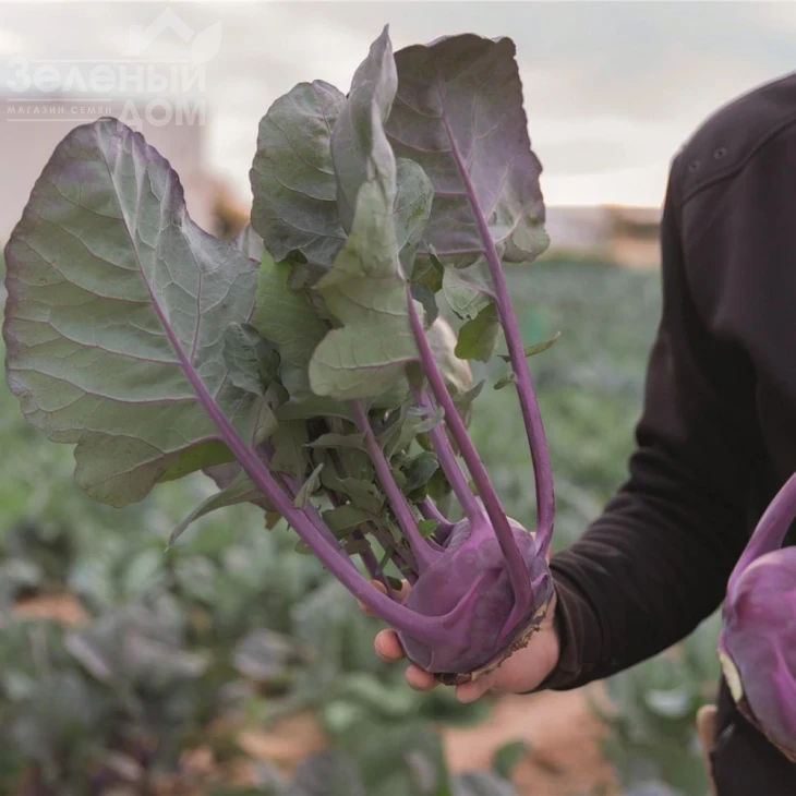 Констанс F1 / Konstance F1, 68 дней фото 1