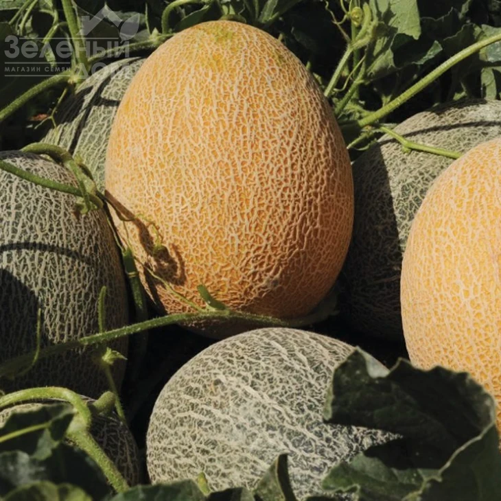 Карьера F1 / Career F1 фото 5