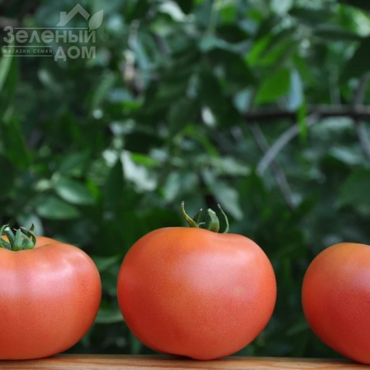 Фенда F1 / Fenda F1,60-65 дней фото 2