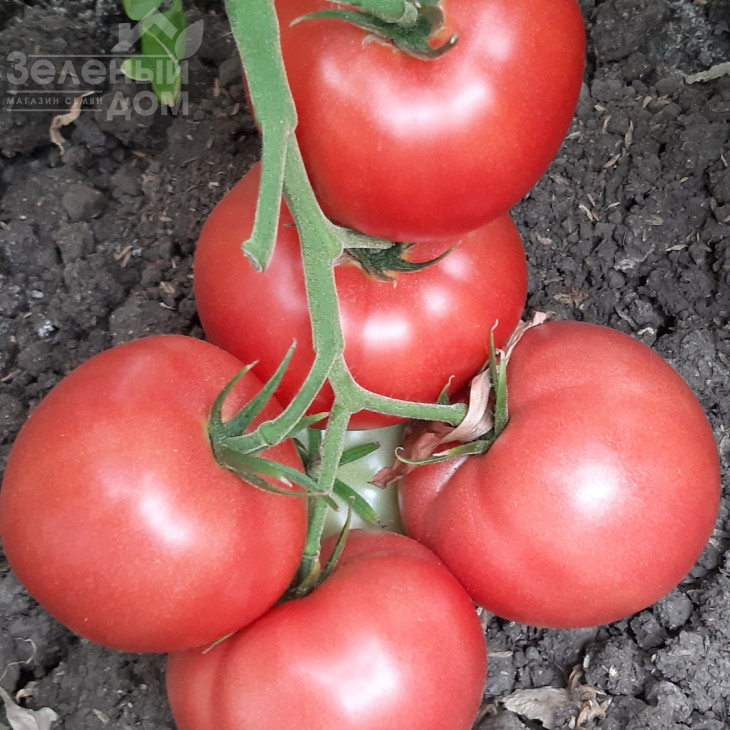 Белтон F1 / Belton F1, 65-67 днів фото 1