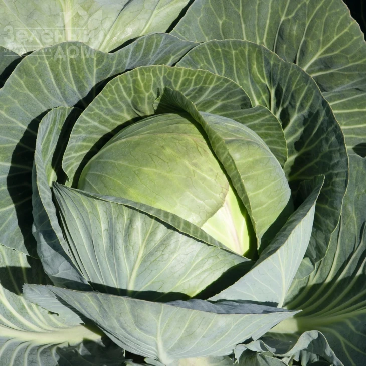 Сиркон F1 / Sircon F1,140 дней фото 1