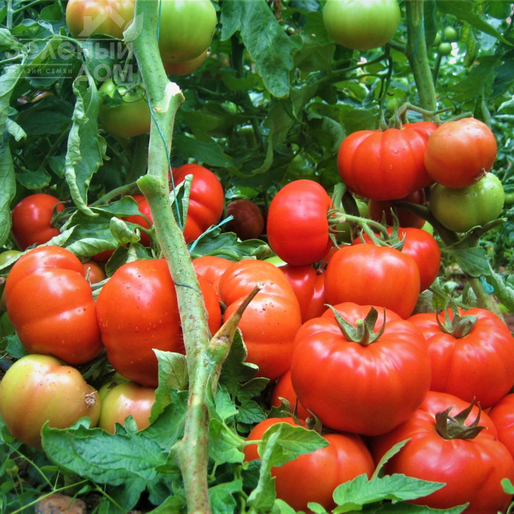 Інарія F1 / Inaria F1 фото 1