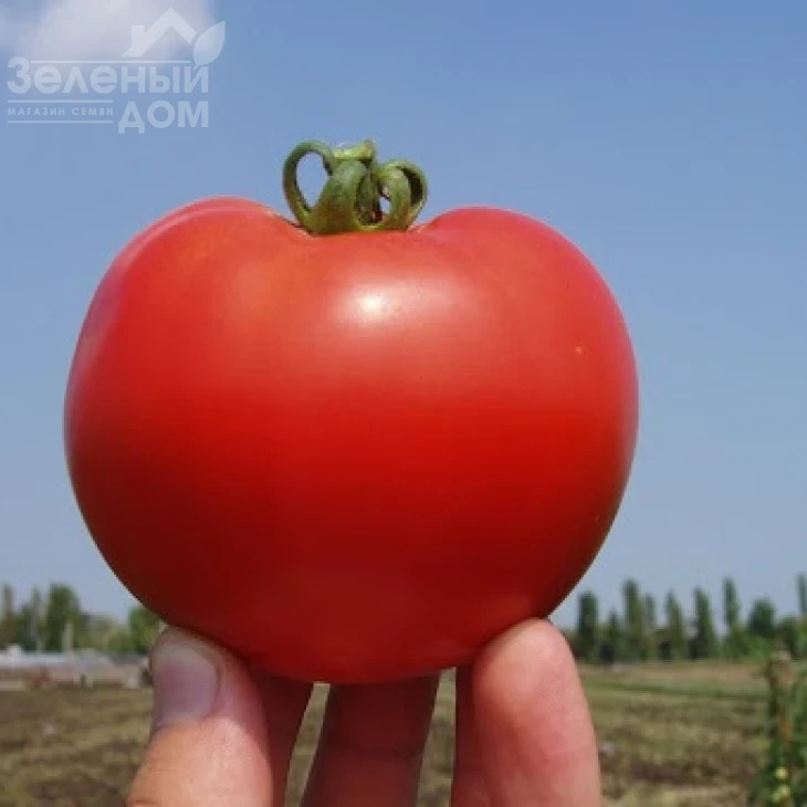 Багира F1 / Baghera F1,65-70 дней фото 2