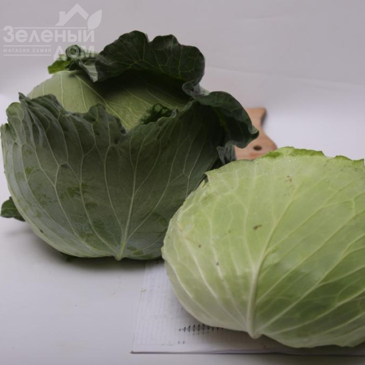 Жара F1 / Zhara F1, 60-70 днів фото 1