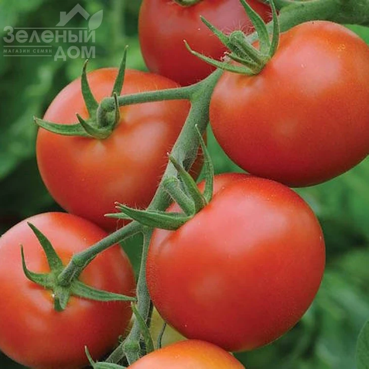 Эргус F1 / Ergus F1,70-80 дней фото 1