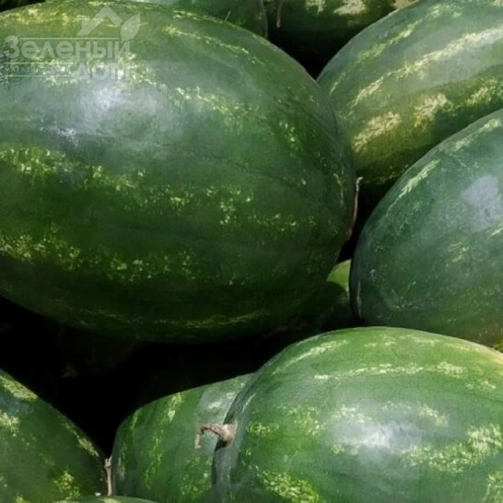 Бонд F1 / Bond F1,60-65 дней фото 1