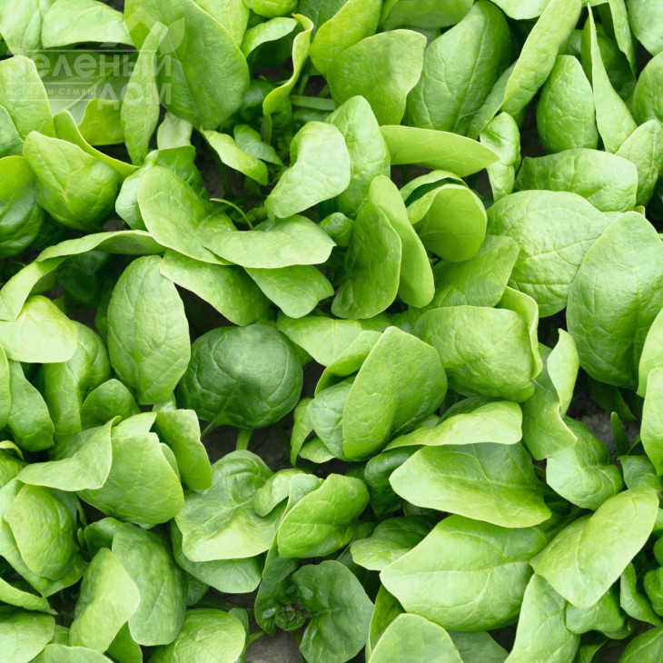 Рембрандт F1 / Rembrandt F1,58 днів фото 2