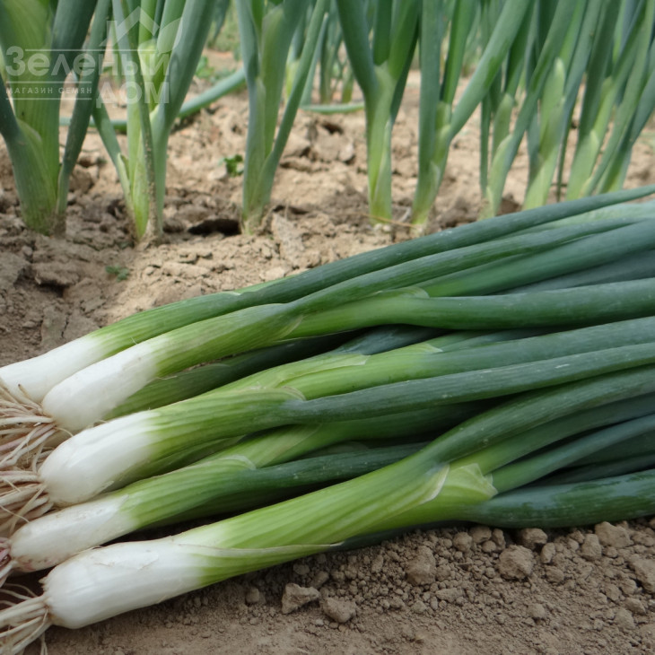 Страда / Strada фото 1