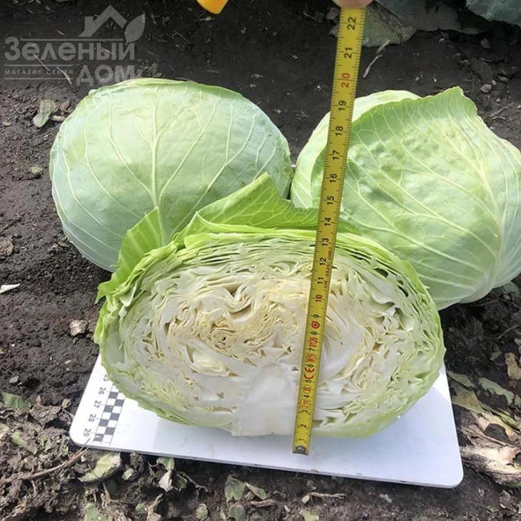 Вермонт F1 / Vermont F1,75-85 дней фото 2