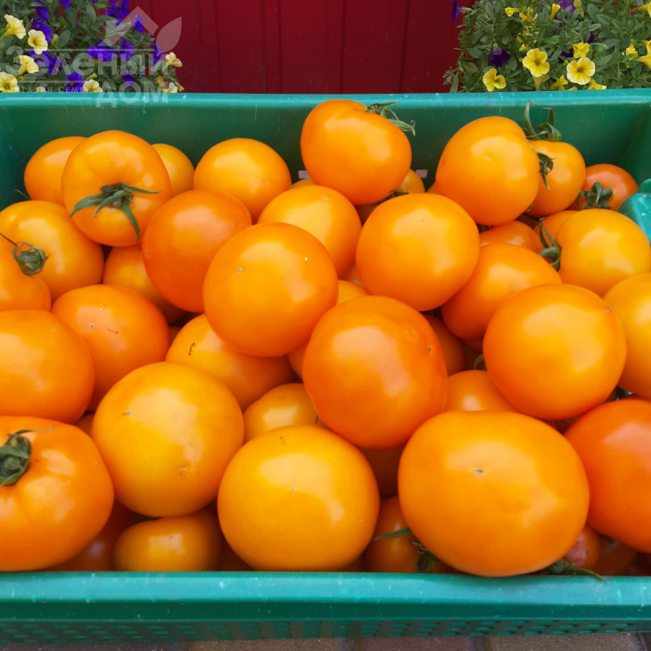 Батур F1 / Batur F1, 65-70 днів фото 2