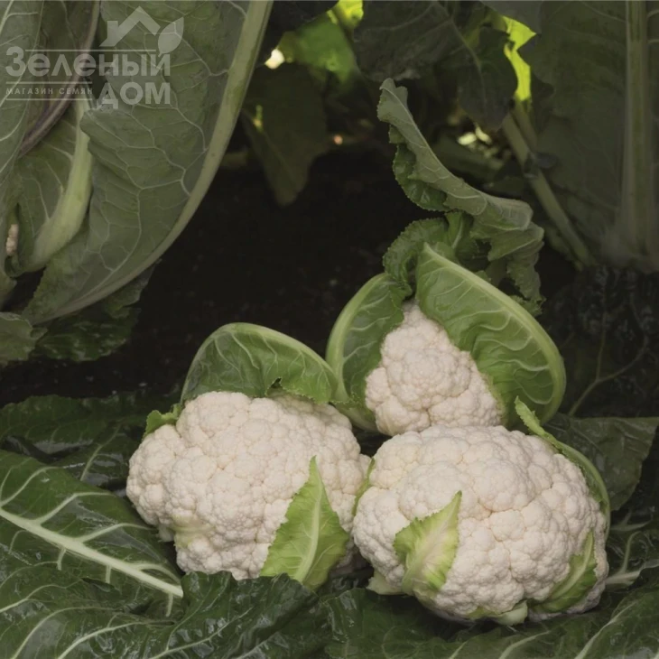 Алкала F1 / Alcala F1,76 дней фото 1