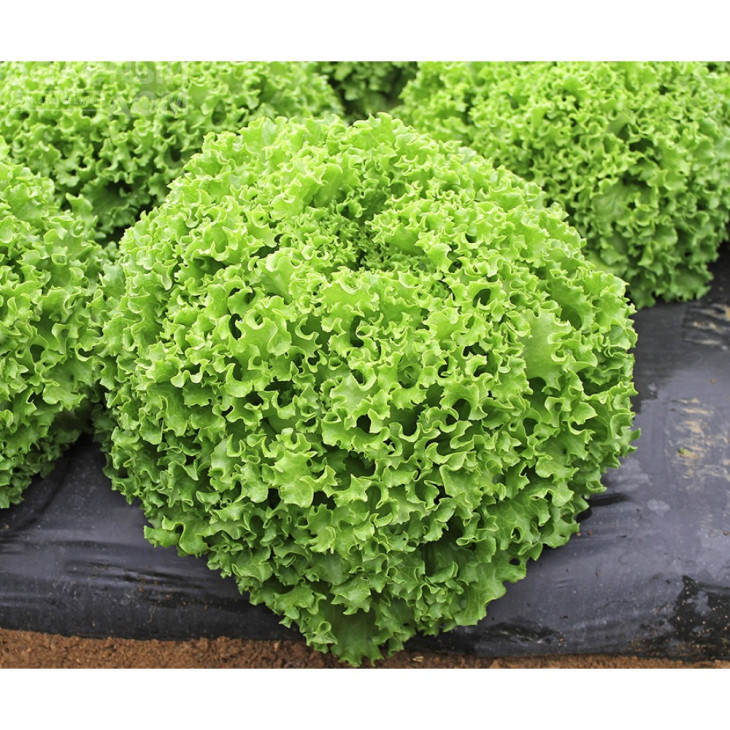 Драгон / Dragone фото 1