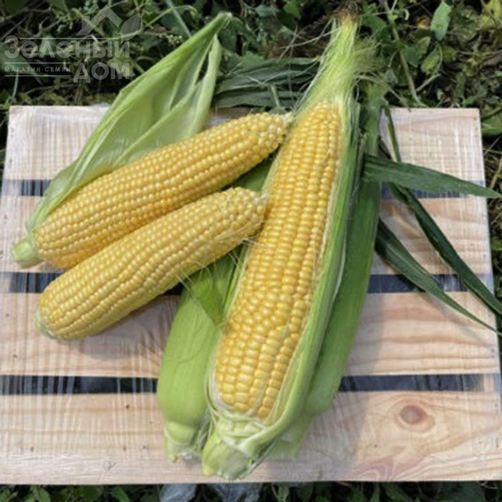 Свит Лаки F1 / Sweet Lucky F1,70-72 дня фото 1