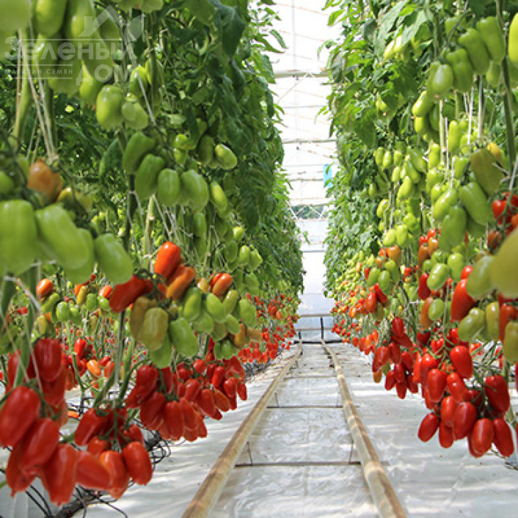 Айдар F1 / Ajdar F1,70-75 днів фото 4