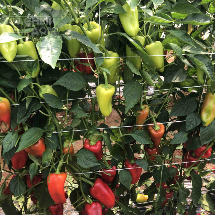 ПЛА 18266 F1 / PLA 18266 F1, 60-65 днів фото 2