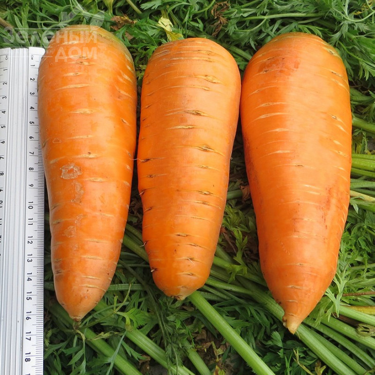 Болтекс / Boltex,110-120 днів фото 1