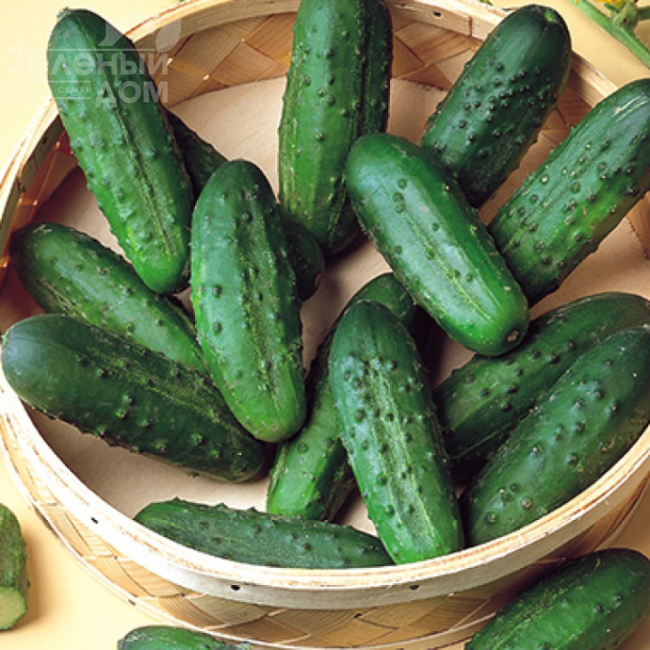 Наташа F1 / Natasha F1,40-45 днів фото 1