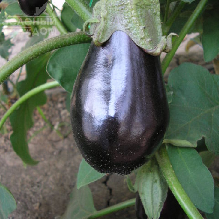 Классік F1 / Classic F1,70-75 днів фото 1