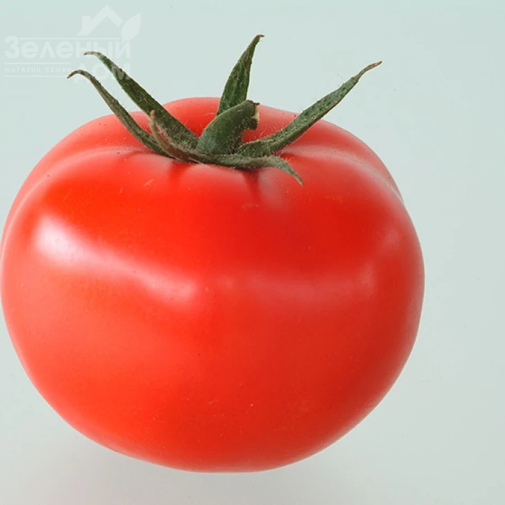 Магнус F1 / Magnus F1,60-65 дней фото 1