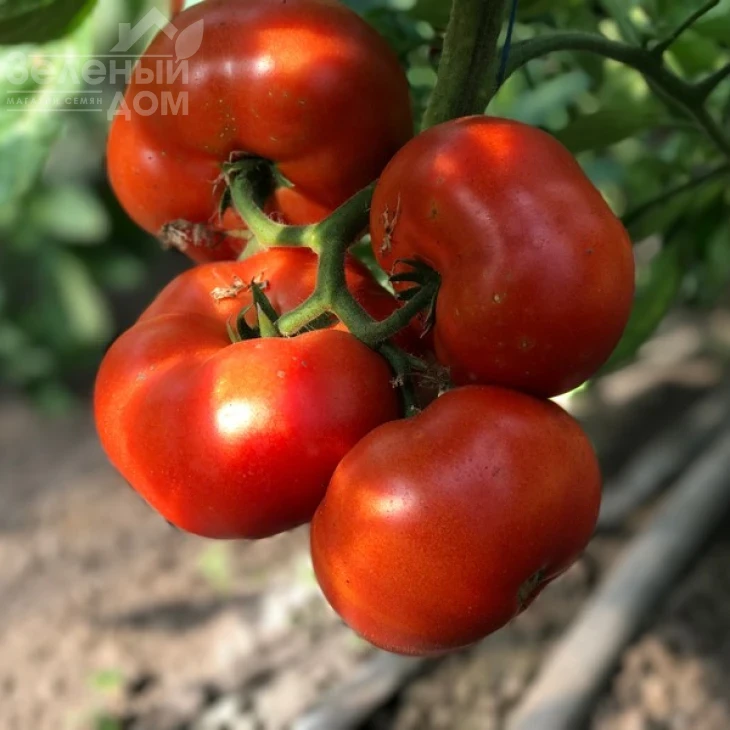 Оазис F1 / Oazis F1,67-70 дней фото 16