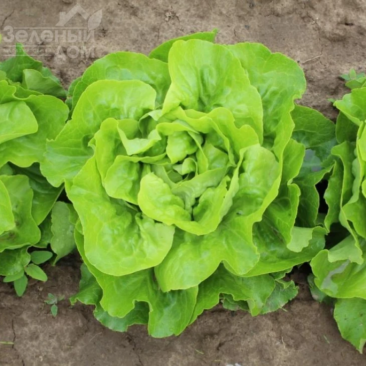 Аналотта / Analotta  фото 1