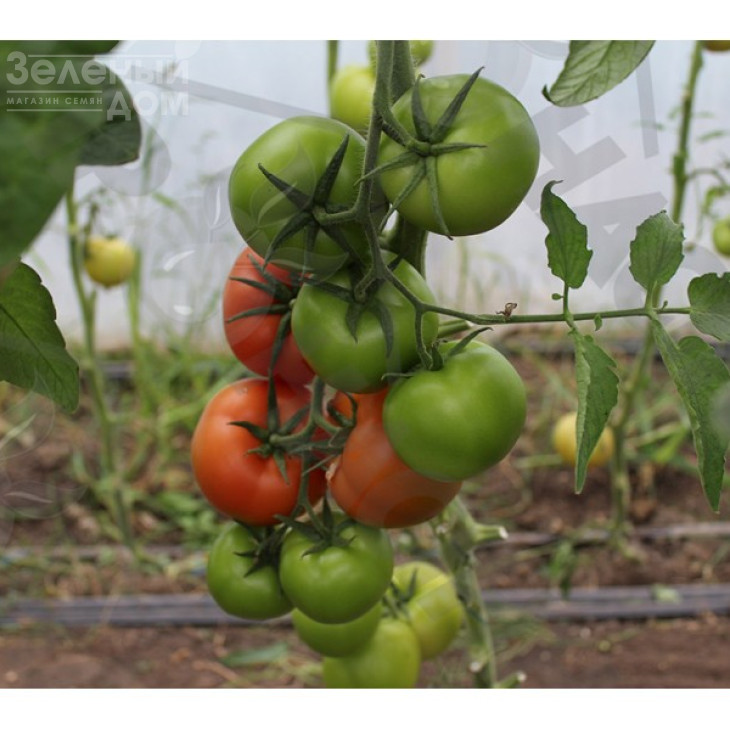 Партова F1 / Partova F1 фото 2