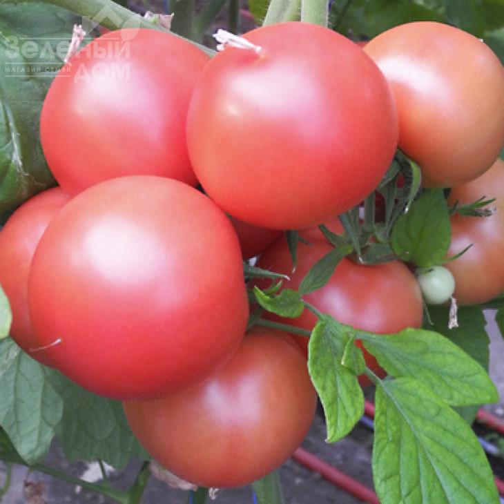 Хепінет F1 / Hapinet F1,65-70 днів фото 1