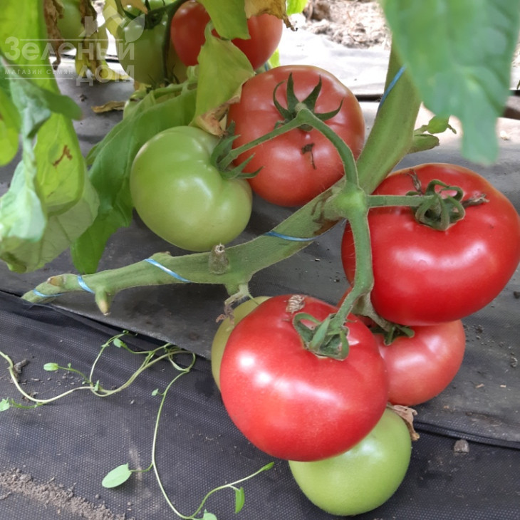 Розарій F1 / Rozariy F1 фото 1