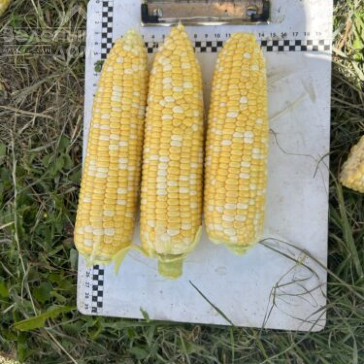 Обедієнт F1 / Obediyent F1 фото 6