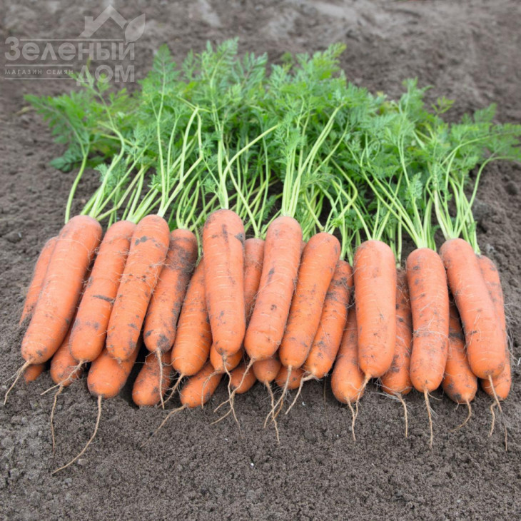 Ньюкасл F1 / Newcastle F1,110 днів фото 2