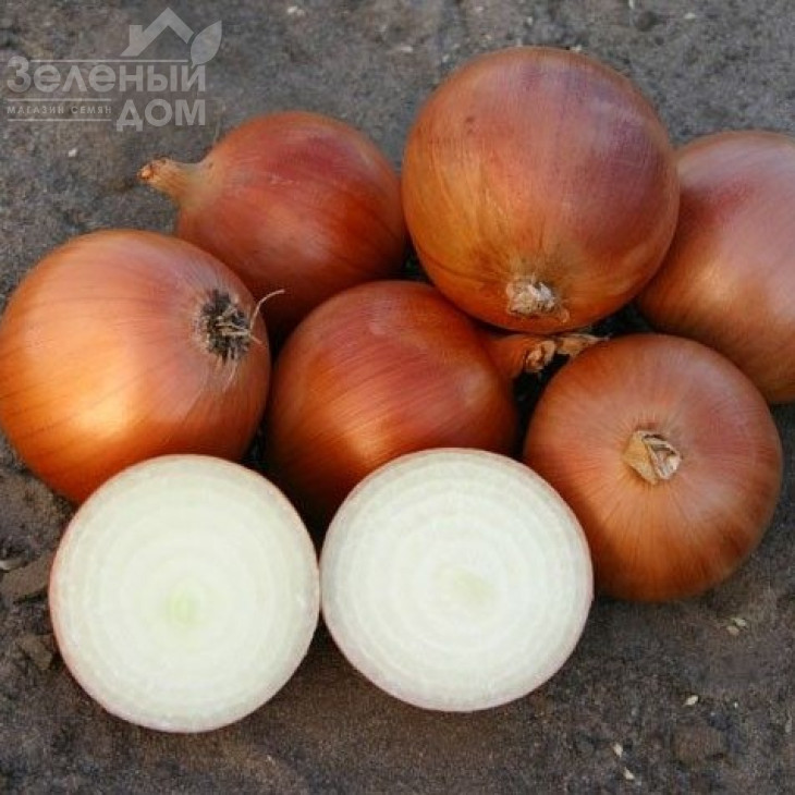 Пандеро F1 / Pandero F1,115-120 днів фото 1