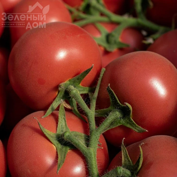 Ладженда F1 / Ladzhenda F1,105-115 дней фото 4