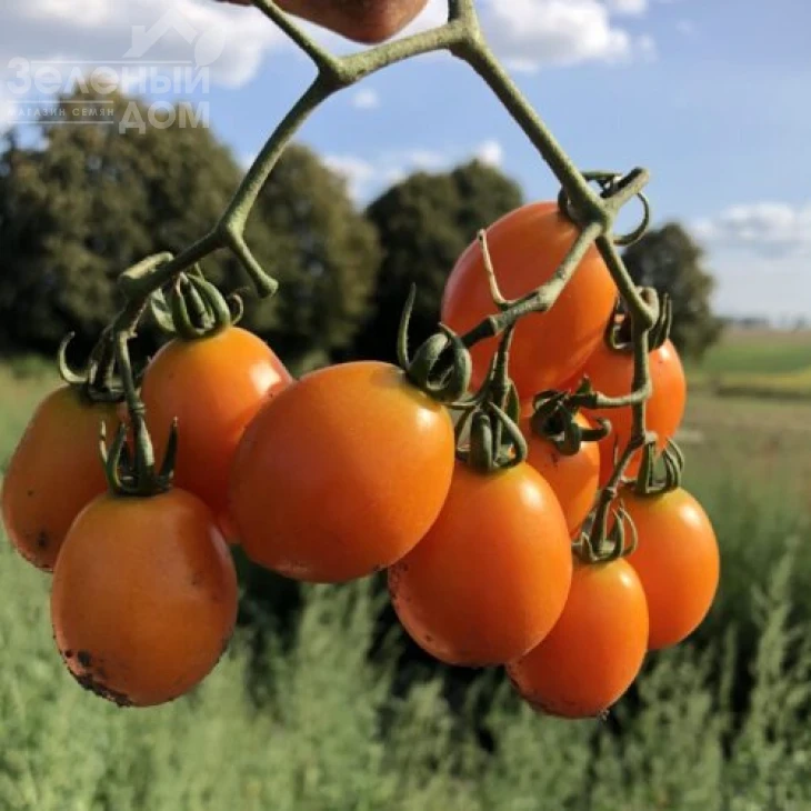 Оранж Олів F1 / Orange Olive F1, 95-100 днів фото 1