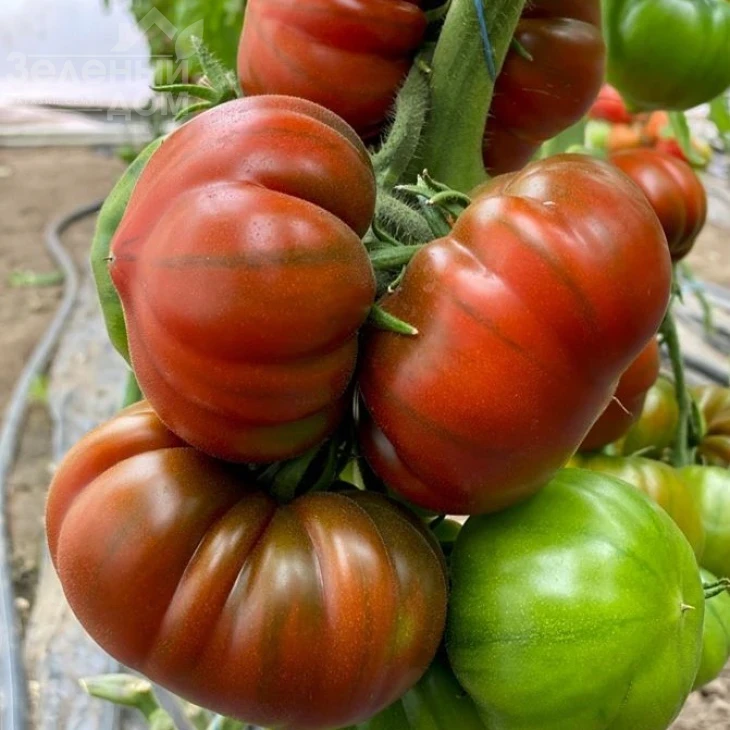 Браун Кой F1 / Brown Coy F1,105-115 дней фото 5