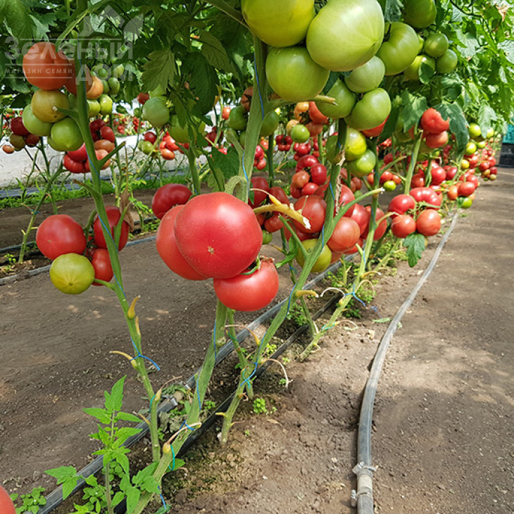 Пінк Айді F1 / Pink Id F1 фото 2