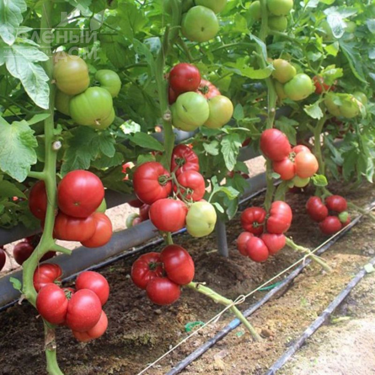 Тайпінк F1 / Taypink F1 фото 1