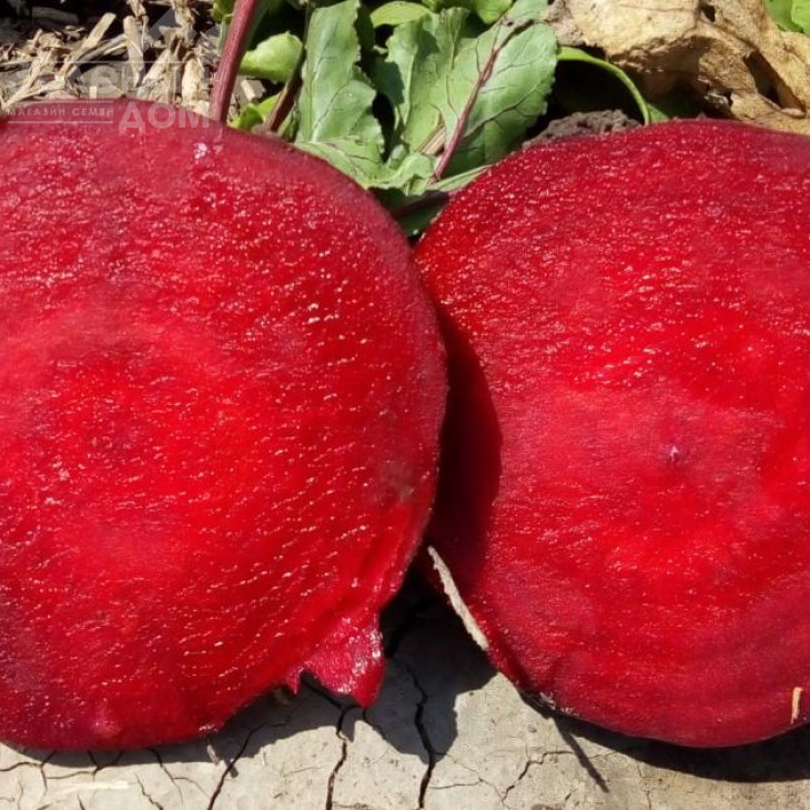 Детройт / Detroit, 75-90 днів фото 1