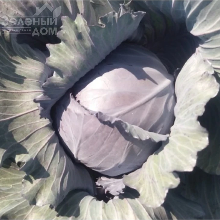 Варна F1 / Varna F1,110-120 дней фото 1