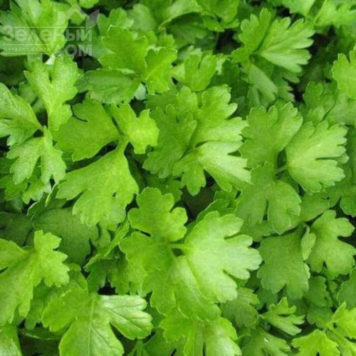 Аргон / Argon фото 1