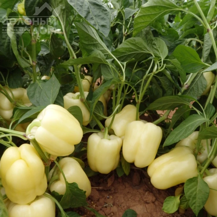 Бланчина F1 / Blancina F1 фото 2