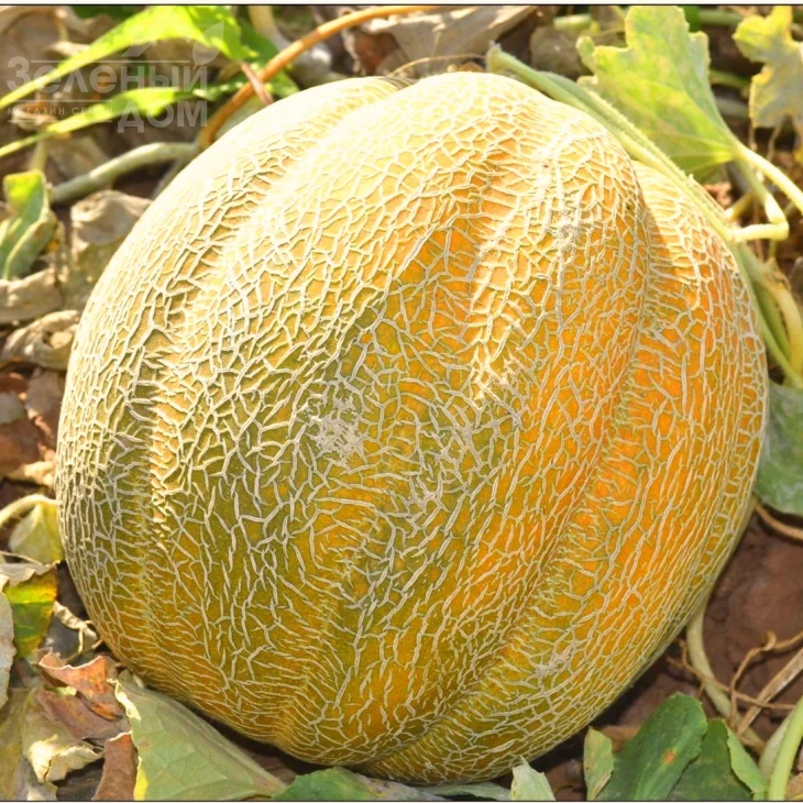 Танга / Tanga фото 1